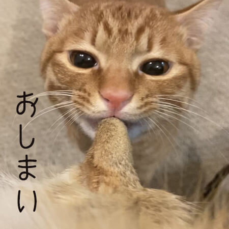 猫　たろちゃん